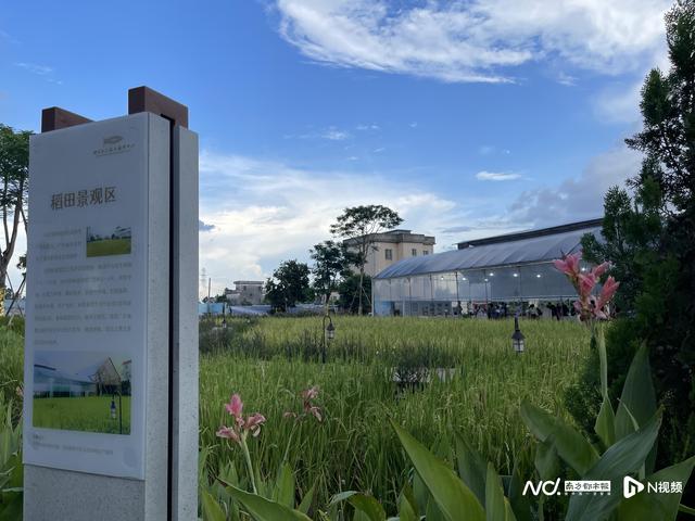 顺德鱼生节，来看“均安草鲩”智慧养殖全过程，品美食文化