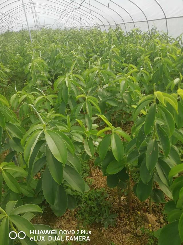 雷公笋大棚种植技术