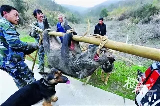 全网刷屏！多地发现“过江猛猪”，浙江一地最早的野猪可能也是这么来的……