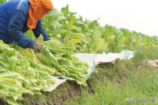 烟草优质高效栽培的关键技术，及其原则分析，一起参考参考！