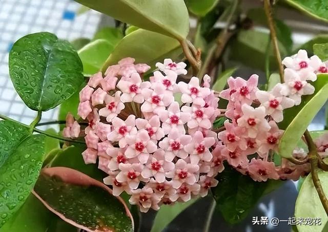 适合北阳台种植的6种花，皮实好养又耐阴，摆在家里上档次