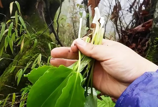 俗称“山韭”，深山里的野生韭菜，遇到要珍惜，记住只摘叶不挖根