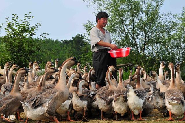 不是你养不好鹅 而是你不了解这些养鹅风险