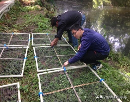 新技术：畜禽养殖废水种水芹，产量高效益好，净化水体效果很“神奇”