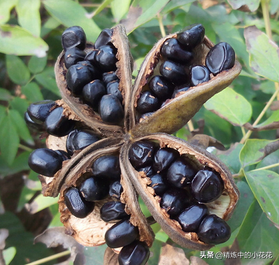 剥完壳的牡丹籽再用榨油机压榨，这样深加工才能赚大钱