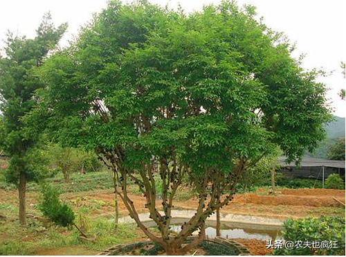 富含花青素，1年结4次果，百多元1斤却很少人种植，农民：不上当