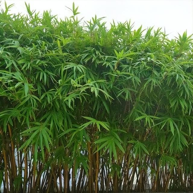 梅兰竹菊，浅析四君子植物的形态及文化内涵