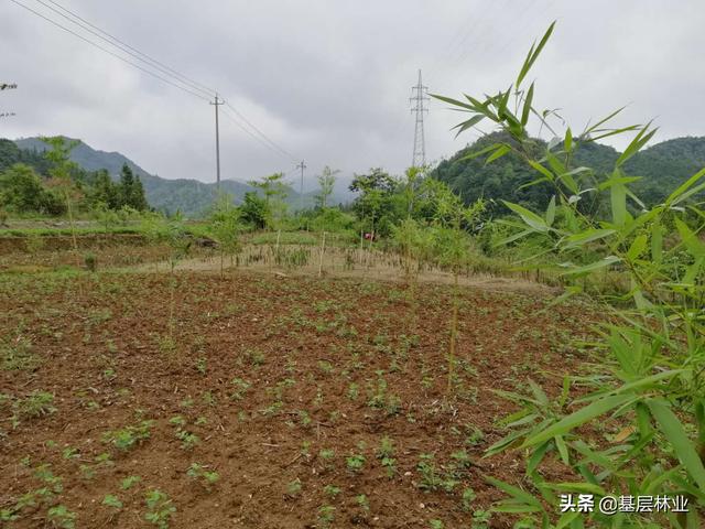 农村闲置的荒地种植反季节雷竹，亩年均收益过万，，该如何建园？