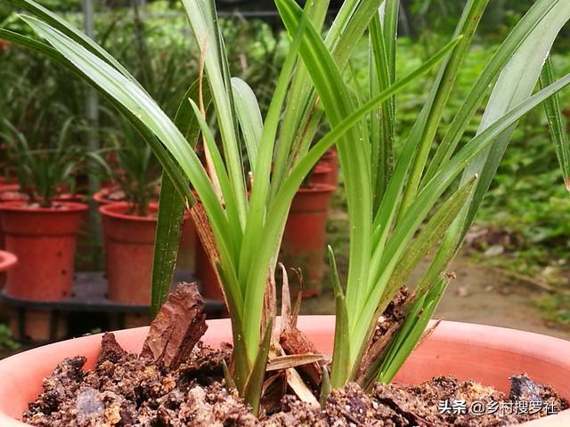 这样种植野生兰花，成活率高而且生根更壮，新手兰友需要了解