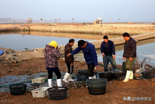 从南美引进的黑水虻，是处理垃圾的“高手”，为啥有人认为是骗局