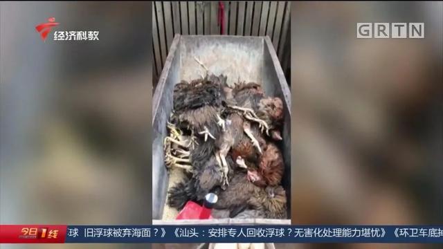 养殖场3000只鸡陆续死亡，竟是因为得了白血病？