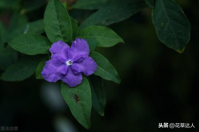 鸳鸯茉莉的养殖方法！喜欢的赶紧收藏吧