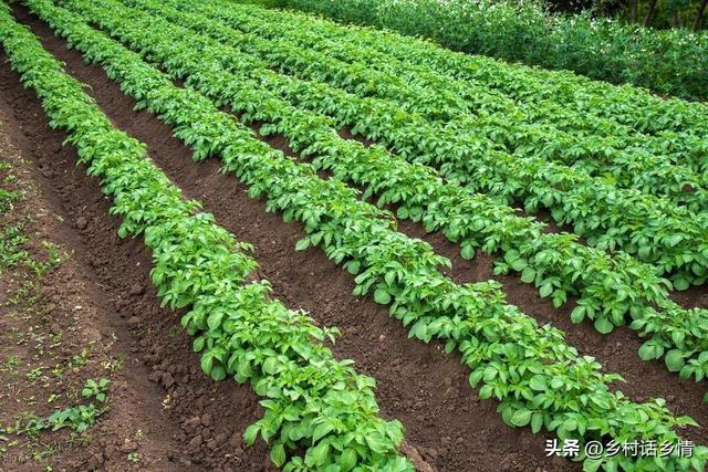 种植土豆株行距和深度多少？出苗后一穴留几棵？记住四个高产要点