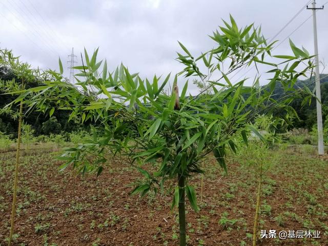 农村闲置的荒地种植反季节雷竹，亩年均收益过万，，该如何建园？