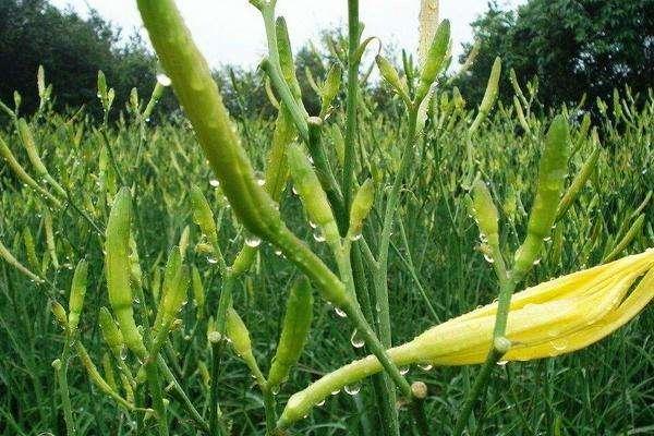 黄花菜市场价值高，教你如何利用分株繁育快速种植！