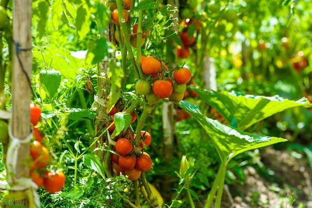 5月份江苏地区要种植这10种蔬菜啦