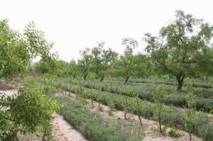 南酸枣种植(酸枣直播建园枣树宽行密植种植技术)