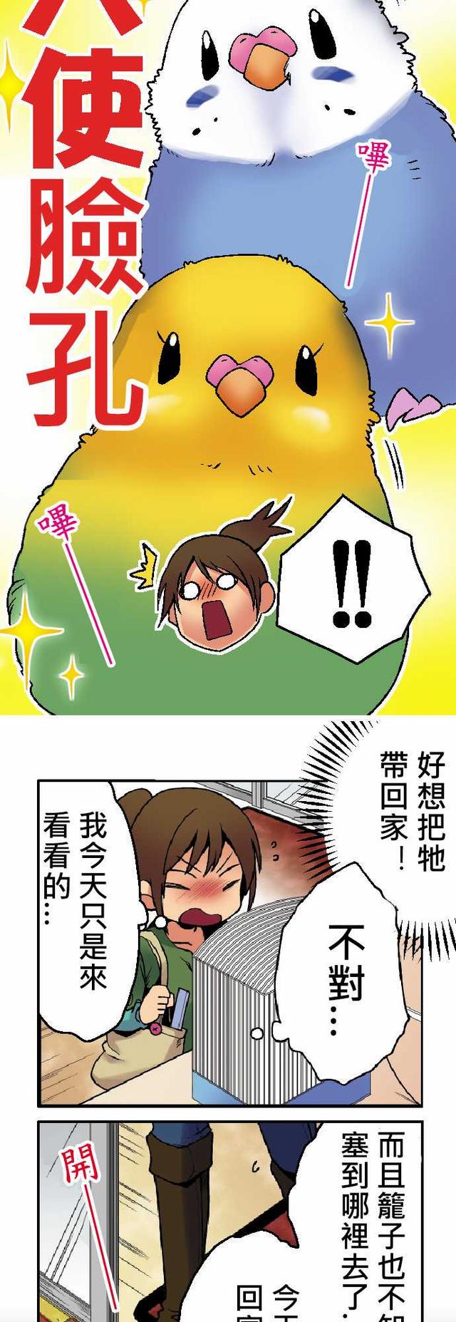 漫画：小鹦鹉饲养日记（第一话）