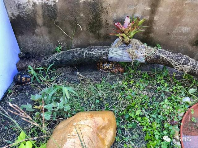 佛系做一个箱龟饲养环境，效果却出乎意料