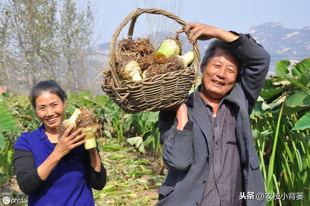 要想芋头种植产量大、品质高、收益好，这些种植管理技巧要知道