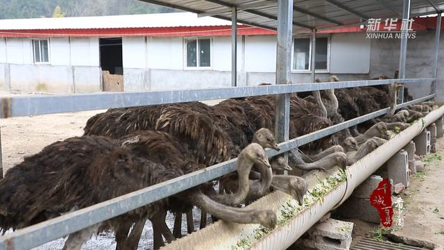 千城百县看中国丨湖北巴东：鸵鸟养殖拓宽致富路