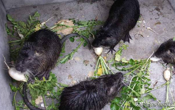 长相酷似竹鼠，每天养殖成本几毛钱，尾巴比肉值钱，1根能卖130元