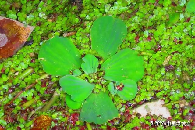 淮河干支流现外来入侵植物大薸，望有关部门全力排查打捞清除