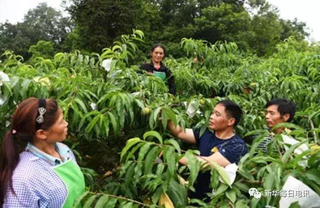 石漠化荒山能种好桃？曾被耻笑的“桃痴”做到了，每斤15元早早被订空