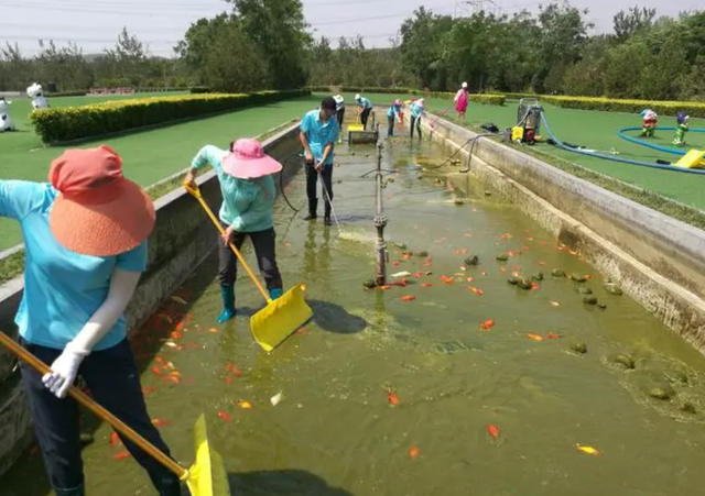 水中贵族——匙吻鲟鱼，你不知道的养殖方法