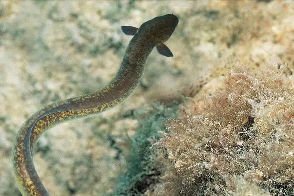 花鳗鲡美丽的生物学特性，与其简单易操作的人工养殖技术