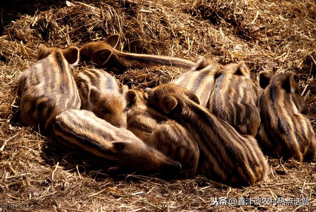 野猪如何驯化成为家庭养殖品种养殖场日常喂养注意事项