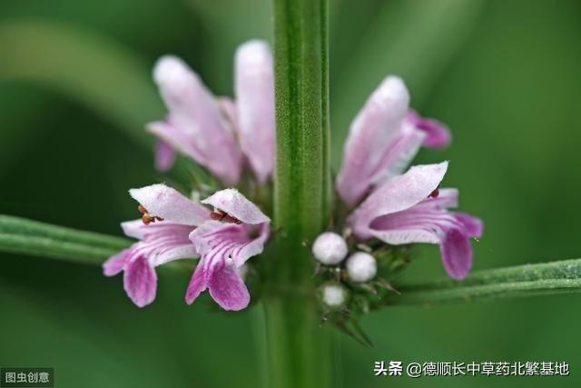 益母草该怎么种植？做好田间管理，也就提高了产量