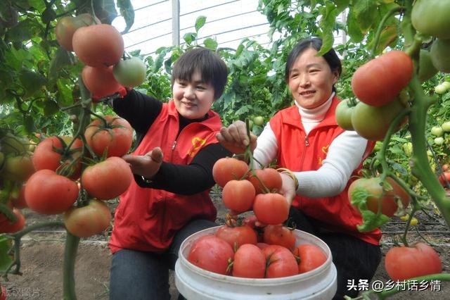 种植瓜果蔬菜，记住这几个关键方法和技术，一直结果到秋也摘不完