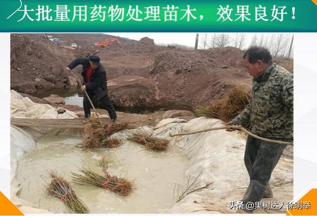 桃树栽植有技巧，栽植之前整地起垄有门道，你了解吗