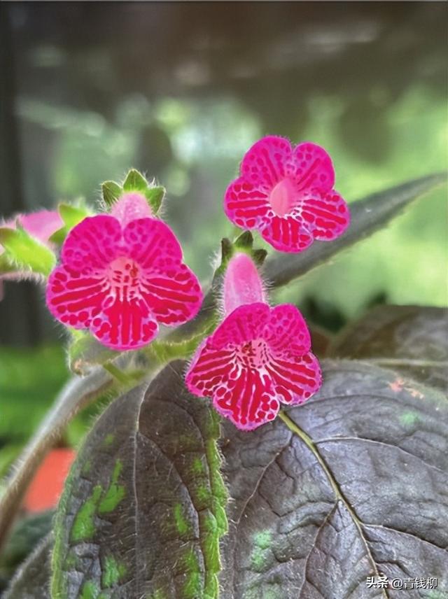 必看：家里的“花猫”竟然有这些惊人的特点！