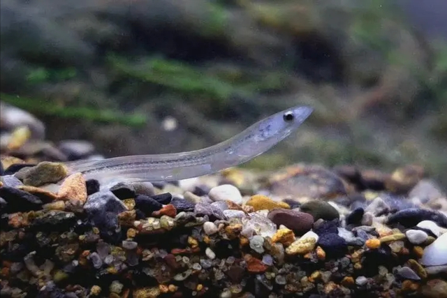 花鳗鲡美丽的生物学特性，与其简单易操作的人工养殖技术