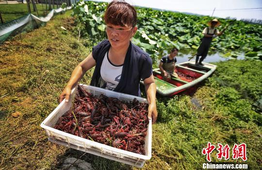 走进宿迁宿城区城乡统筹试验区“藕”遇小龙虾