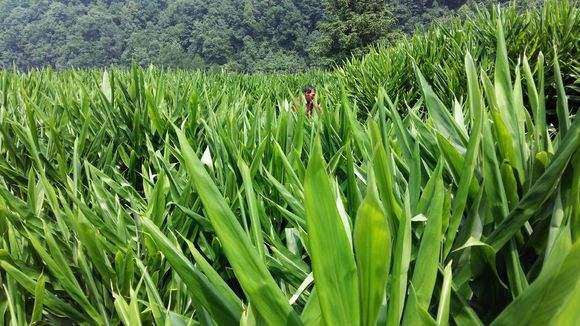 阳荷的种植前景及高产栽培技术