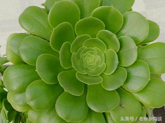 多肉植物法师品种介绍之绿羊绒