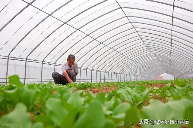 秋季10月种植哪些蔬菜最合适？田间管理上要重点抓好哪几点？