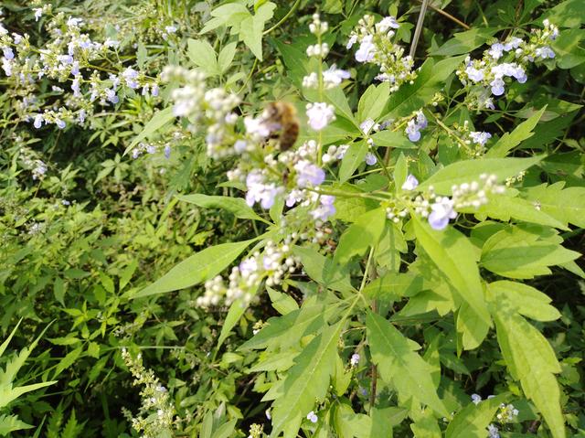 图虫人文摄影：山里的荆条花开了，土蜜蜂在采蜜