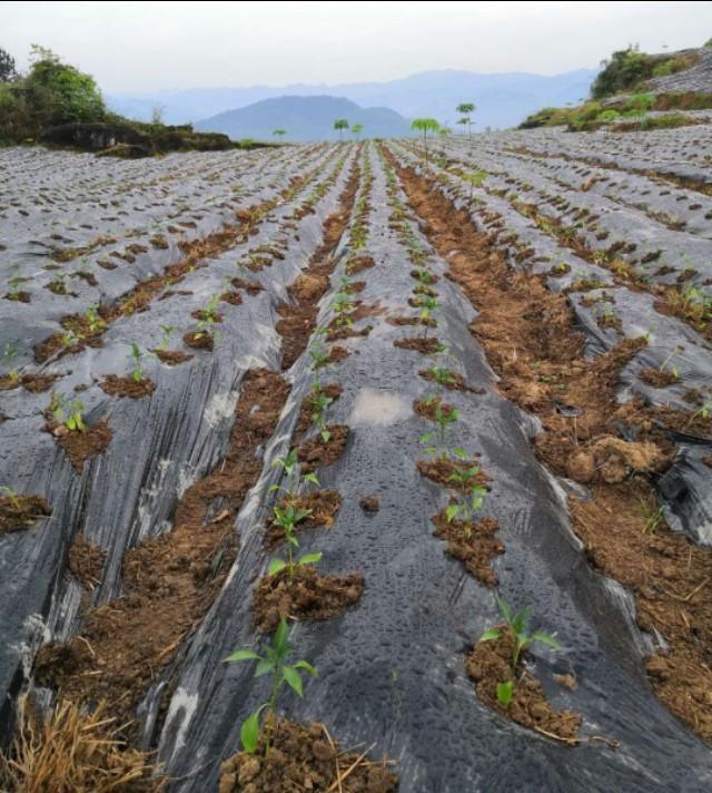 你知多少？关于贵州遵义的二荆条（辣椒）种植。