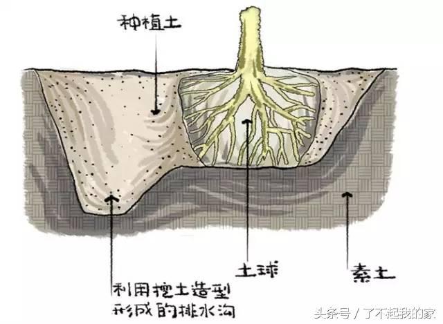 图解园林景观之乔木种植秘诀