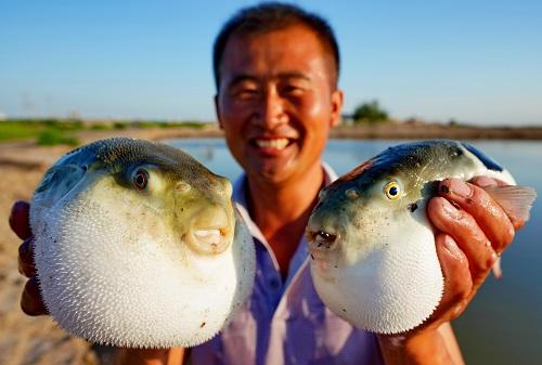 西媒称河豚在中国实现无毒养殖：食客再不必“拼死”尝鲜