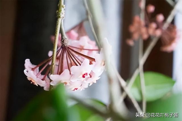 皮实又好养的“懒人”浓香花卉植物——银斑球兰，你见过吗？