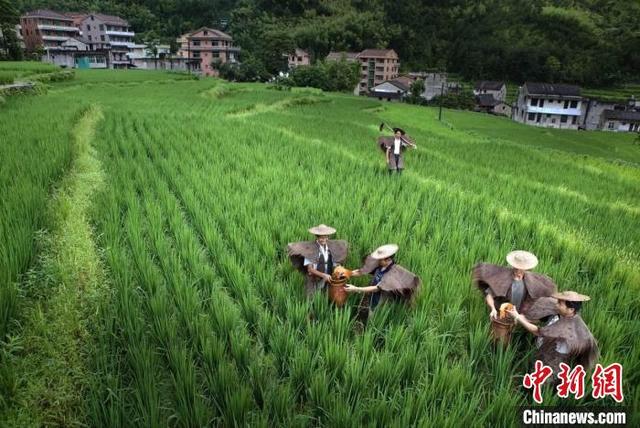 浙江青田稻鱼共生：千年古法展生机 稻香鱼肥好“丰”景