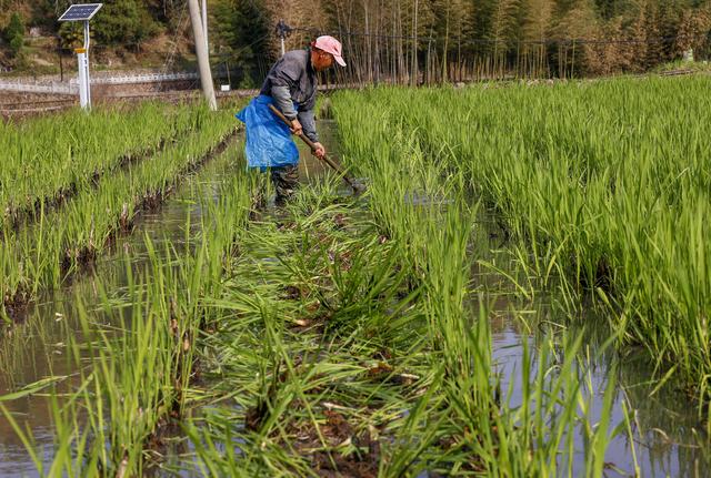 #（社会）浙江景宁：山区冷水茭白种植忙