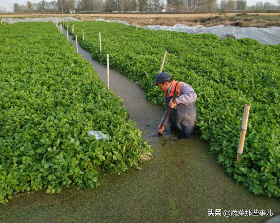 新技术：畜禽养殖废水种水芹，产量高效益好，净化水体效果很“神奇”