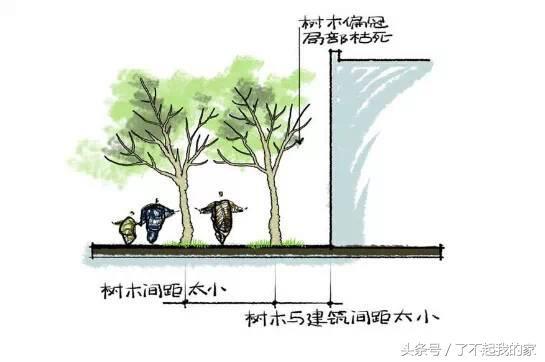 图解园林景观之乔木种植秘诀