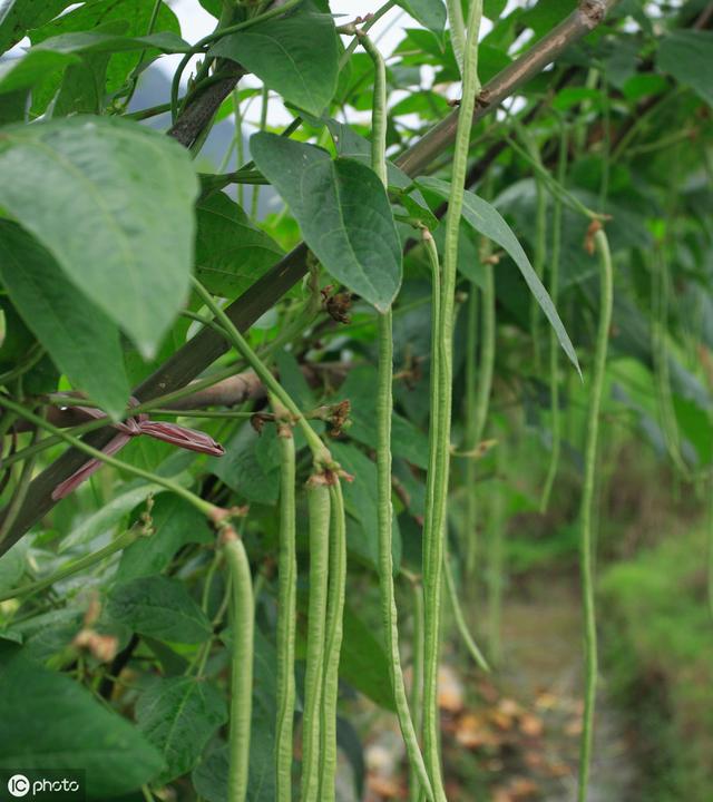 南方蔬菜种植都在什么时间？几十种常见蔬菜种植时间